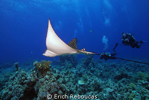 Eagle ray and divers by Erich Reboucas 